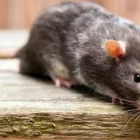 Entreprises 4 image PEST CONTROL OAKVILLE Pest Control Equipment & Supplies dans Oakville ON