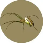 Entreprises 6 image PEST CONTROL OAKVILLE Pest Control Equipment & Supplies dans Oakville ON
