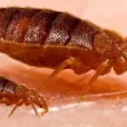 Entreprises 8 image PEST CONTROL OAKVILLE Pest Control Equipment & Supplies dans Oakville ON
