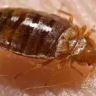 Business 5 image PEST IN PEACE Pest Control Equipment & Supplies in Saskatoon SK