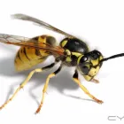 Business 7 image PEST IN PEACE Pest Control Equipment & Supplies in Saskatoon SK