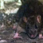 Business 1 image PEST IN PEACE Pest Control Equipment & Supplies in Saskatoon SK