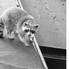 Entreprises 1 image PESTEND PEST CONTROL TORONTO Pest & Vermin Control dans North York ON