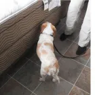 Entreprises 2 image PESTEND PEST CONTROL TORONTO Pest & Vermin Control dans North York ON