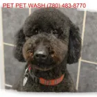 Entreprises 3 image PET PET WASH PROFESSIONAL DOG GROOMING LTD Pet Grooming Services dans Edmonton AB