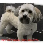 Entreprises 4 image PET PET WASH PROFESSIONAL DOG GROOMING LTD Pet Grooming Services dans Edmonton AB