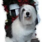 Entreprises 6 image PET PET WASH PROFESSIONAL DOG GROOMING LTD Pet Grooming Services dans Edmonton AB