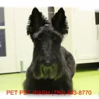 Entreprises 1 image PET PET WASH PROFESSIONAL DOG GROOMING LTD Pet Grooming Services dans Edmonton AB