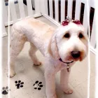 Entreprises 2 image PET PET WASH PROFESSIONAL DOG GROOMING LTD Pet Grooming Services dans Edmonton AB