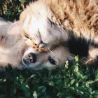 Business 2 image PETS & PAWS Pet Grooming Services in Mississauga ON