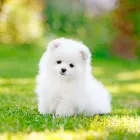 Business 5 image PETS & PAWS Pet Grooming Services in Mississauga ON
