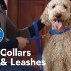 Entreprises 5 image PETSMART Shopping dans North York ON