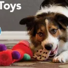 Entreprises 6 image PETSMART Shopping dans Fredericton NB