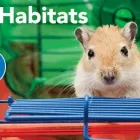 Business 7 image PETSMART Shopping in Miramichi NB