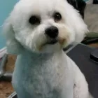 Entreprises 2 image PRAIRIE GROOMING & TRAINING Pet Grooming Services dans Edmonton AB