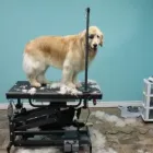 Entreprises 3 image PRAIRIE GROOMING & TRAINING Pet Grooming Services dans Edmonton AB