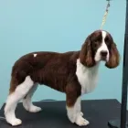 Entreprises 4 image PRAIRIE GROOMING & TRAINING Pet Grooming Services dans Edmonton AB