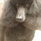 Entreprises 5 image PRAIRIE GROOMING & TRAINING Pet Grooming Services dans Edmonton AB