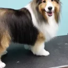 Entreprises 1 image PRAIRIE GROOMING & TRAINING Pet Grooming Services dans Edmonton AB