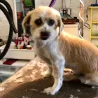 Business 6 image PRETTY BEASTIE Pet Grooming Services in East York ON