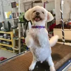 Business 7 image PRETTY BEASTIE Pet Grooming Services in East York ON