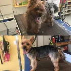 Business 2 image PRETTY BEASTIE Pet Grooming Services in East York ON