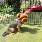 Business 13 image PRETTY BEASTIE Pet Grooming Services in East York ON