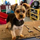 Business 15 image PRETTY BEASTIE Pet Grooming Services in East York ON