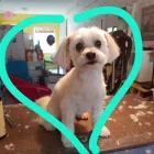 Business 4 image PRETTY BEASTIE Pet Grooming Services in East York ON