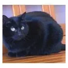 Business 1 image PRINCE OF WALES ANIMAL HOSPITAL Veterinarians in Ottawa ON