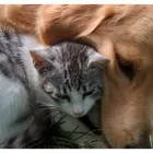 Business 5 image PRINCE OF WALES ANIMAL HOSPITAL Veterinarians in Ottawa ON