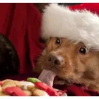 Business 12 image PRINCE OF WALES ANIMAL HOSPITAL Veterinarians in Ottawa ON