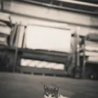 Business 21 image QUINN ROOFING SOLUTIONS INC Roofing Contractors in Windsor ON