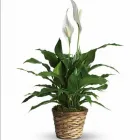Entreprises 9 image RAINBOW FLORIST Shopping dans York ON