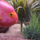 Entreprises 1 image REEF TECH AQUARIUM CLEANING THE FISH GUYS Pet & Animal Services dans Edmonton AB