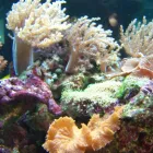 Entreprises 2 image REEF TECH AQUARIUM CLEANING THE FISH GUYS Pet & Animal Services dans Edmonton AB