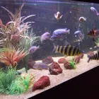 Entreprises 3 image REEF TECH AQUARIUM CLEANING THE FISH GUYS Pet & Animal Services dans Edmonton AB