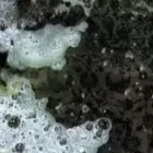 Entreprises 1 image ROYAL ANTIQUE RUGS Shopping dans Toronto ON