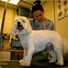 Business 8 image ROYAL YORK ANIMAL HOSPITAL Veterinarians in Etobicoke ON