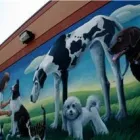 Business 9 image ROYAL YORK ANIMAL HOSPITAL Veterinarians in Etobicoke ON