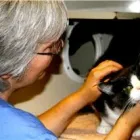 Business 2 image ROYAL YORK ANIMAL HOSPITAL Veterinarians in Etobicoke ON