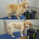 Business 7 image SAMMY'S PAWS Pet Grooming Services in Oakville ON