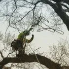 Entreprises 7 image SECOND NATURE TREE CARE Tree Work & Forestry Services dans Lethbridge AB