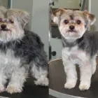 Entreprises 4 image SHAM-POOCHES GROOMING SPA Pet Grooming Services dans Edmonton AB