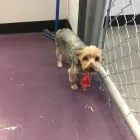 Entreprises 7 image SHAM-POOCHES GROOMING SPA Pet Grooming Services dans Edmonton AB