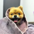 Entreprises 1 image SHAM-POOCHES GROOMING SPA Pet Grooming Services dans Edmonton AB