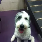 Entreprises 11 image SHAM-POOCHES GROOMING SPA Pet Grooming Services dans Edmonton AB