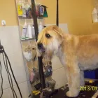 Entreprises 13 image SHAM-POOCHES GROOMING SPA Pet Grooming Services dans Edmonton AB