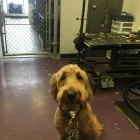 Entreprises 2 image SHAM-POOCHES GROOMING SPA Pet Grooming Services dans Edmonton AB