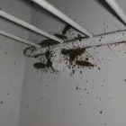 Business 5 image SHIELD PEST AND WILDLIFE CONTROL Pest & Vermin Control in Lethbridge AB